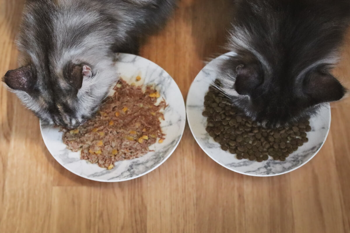 Wet-vs-Dry-Cat-Food-1.jpg__PID:b27a3614-c67b-4355-b70b-fbbe80701cfa